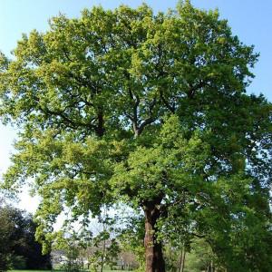Quercus petraea chene rouvre racines nues